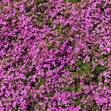 Red Wings Creeping Phlox - Nature Hills Nursery - #1 Container - 