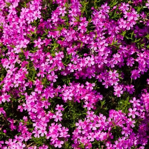 Red Wings Creeping Phlox - Nature Hills Nursery - #1 Container - 