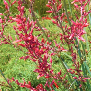 Red Yucca - Nature Hills Nursery - #1 Container - 