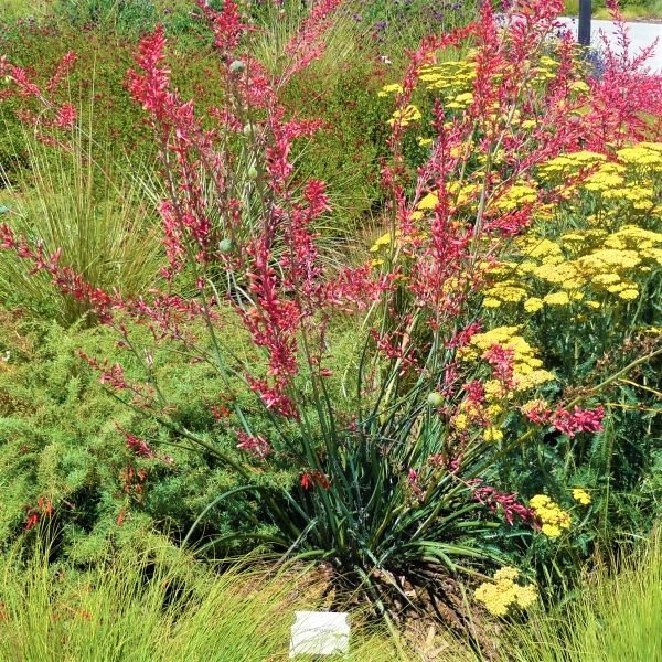 can red yucca grow in a pot Red Yucca