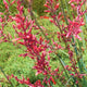 Plants Under $30