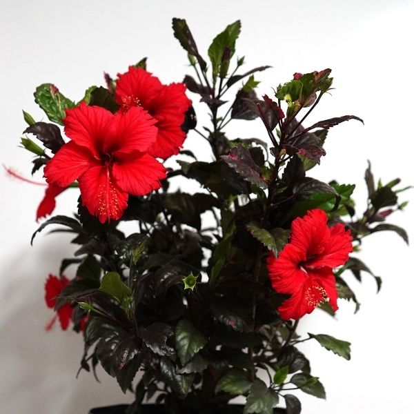 Red Hot Tropical Hibiscus