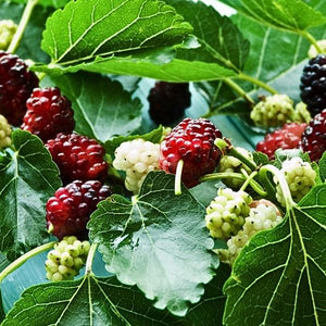 Red Mulberry Tree