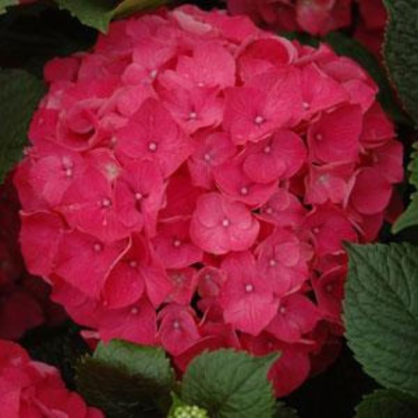 Next Generation® Red Sensation Bigleaf Hydrangea Bloom