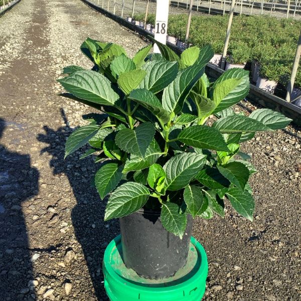 Next Generation® Red Sensation Bigleaf Hydrangea Full Plant