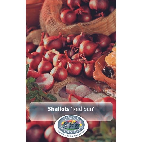 Red Sun Shallot