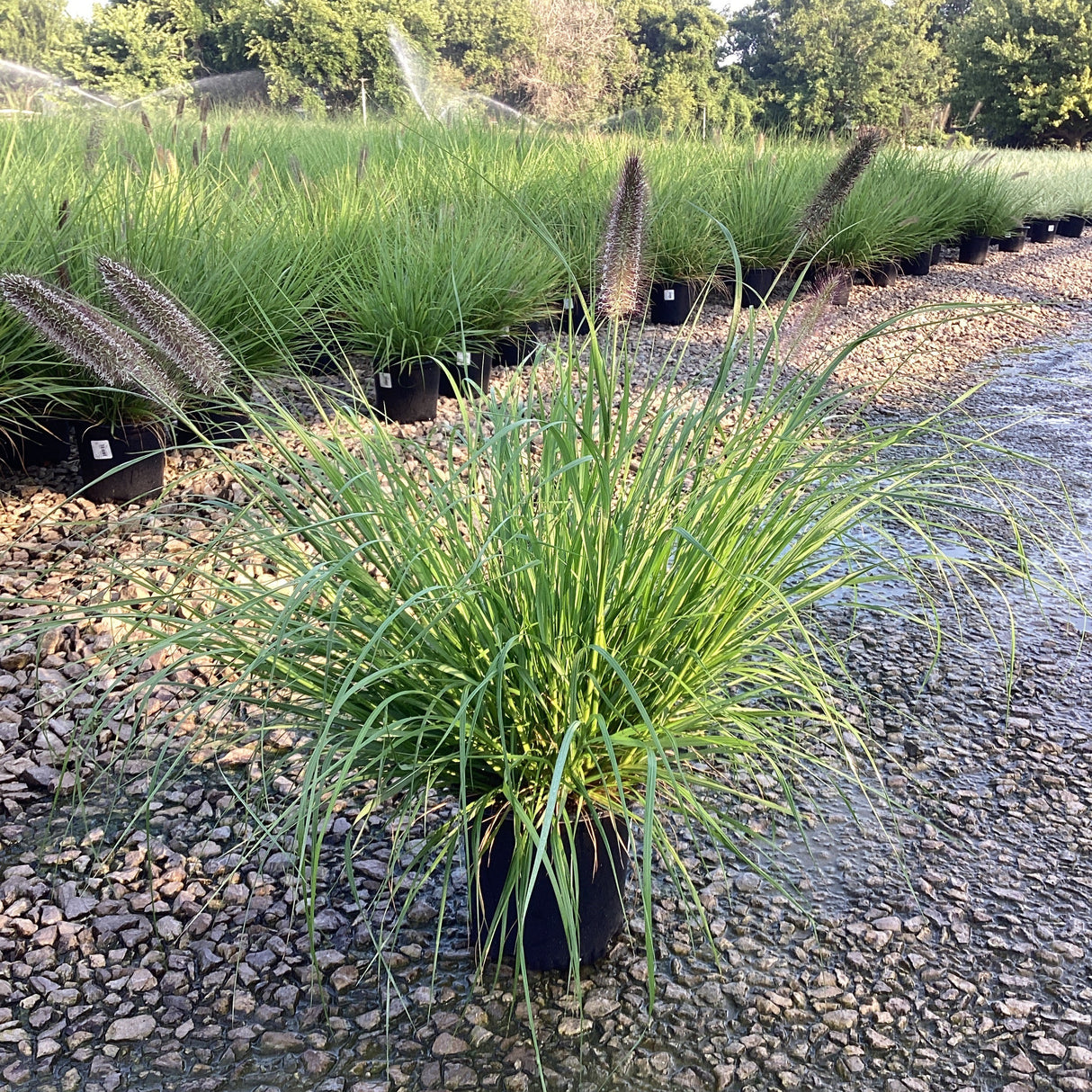 Redhead Fountain Grass