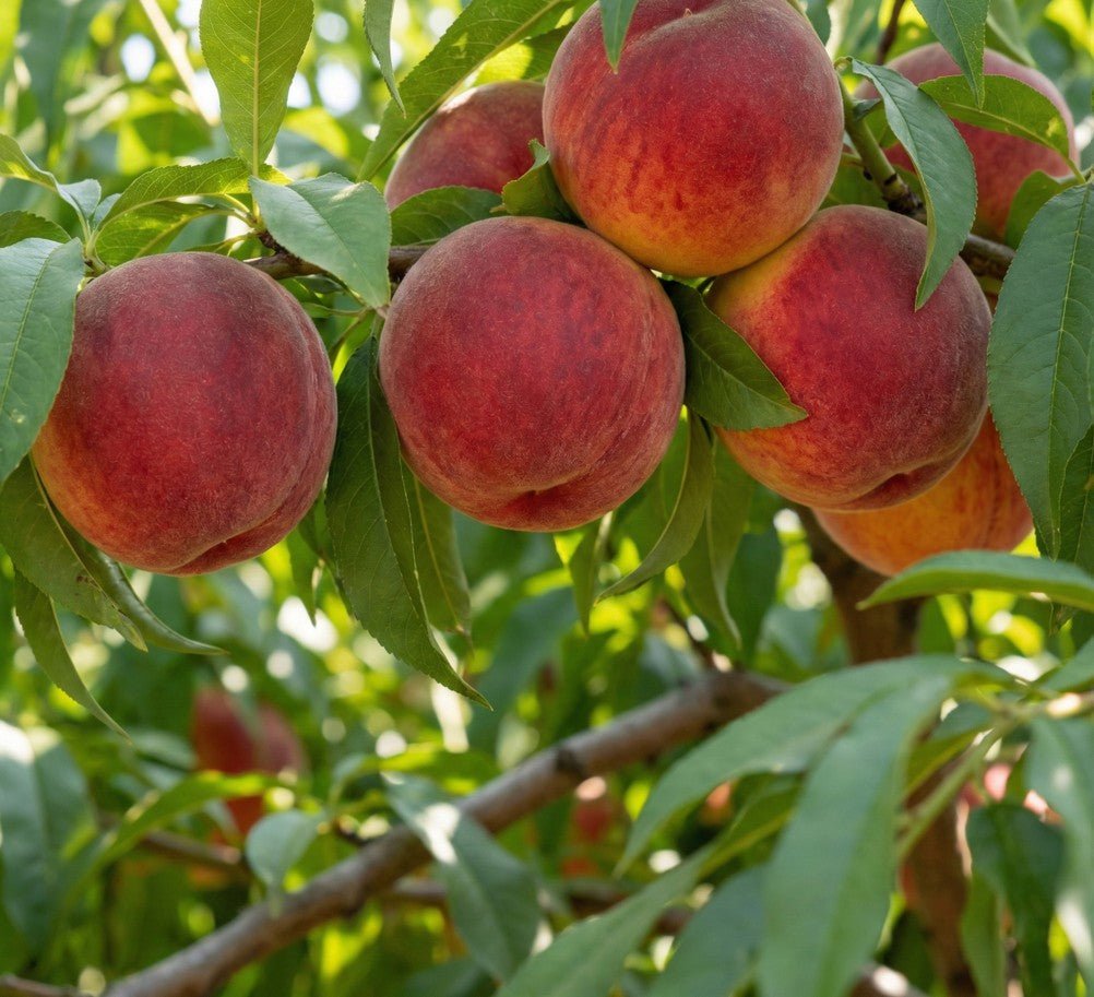 peach tree money Big Red Peach Tree | Huge Fruit, Easy Summer Harvest