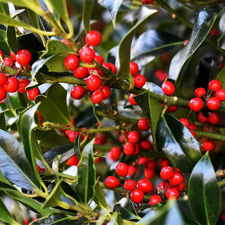 Reeve's Skimmia - Nature Hills Nursery - #1 Container - 