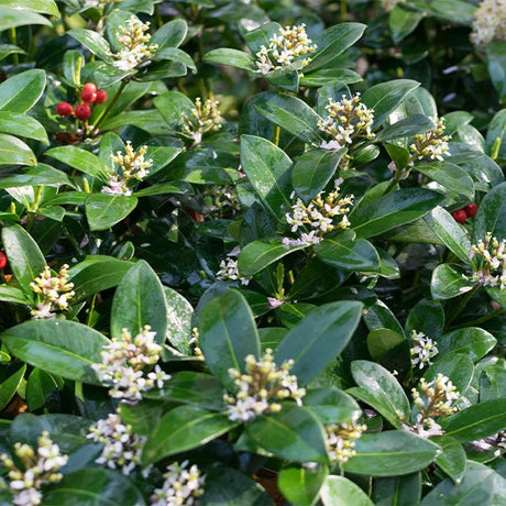 Reeve's Skimmia - Nature Hills Nursery - #1 Container - 