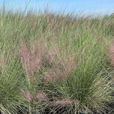 Regal Mist&reg; Pink Muhly Grass - Nature Hills Nursery - #5 Container - 
