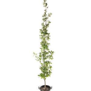 Regal Prince™ Oak Tree (Quercus robur x bicolor 'Long'), a tree featuring green flowers and deciduous.