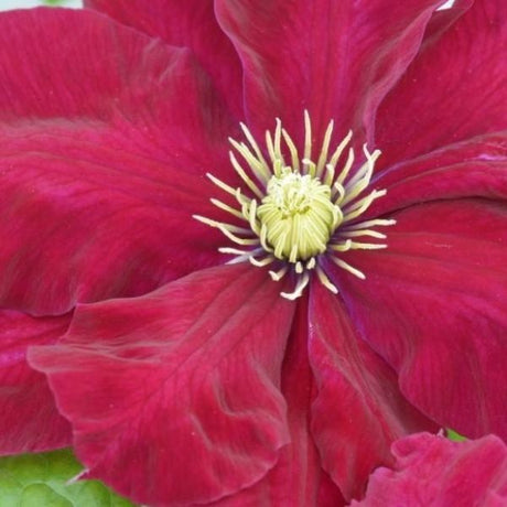 Regal&reg; Charmaine™ Clematis - Nature Hills Nursery - Quart Container - 