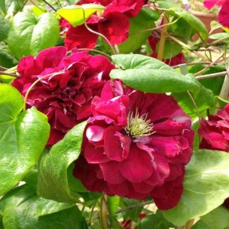 Regal&reg; Charmaine™ Clematis - Nature Hills Nursery - Quart Container - 
