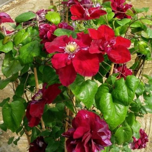 Regal&reg; Charmaine™ Clematis - Nature Hills Nursery - Quart Container - 