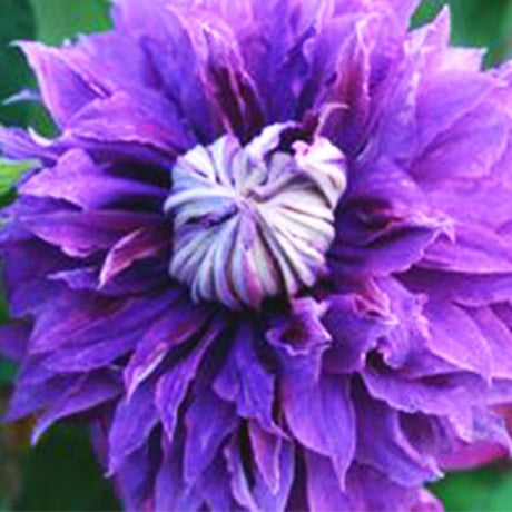 Regal&reg; Diamantina&trade; Clematis - Nature Hills Nursery - #1 Container - 