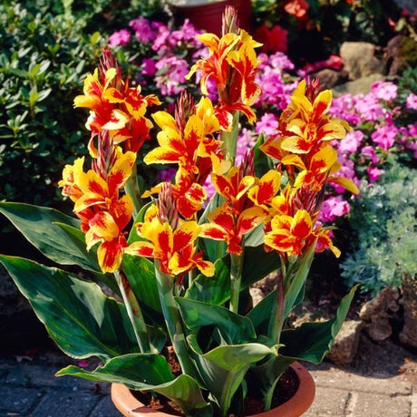 Reine Charlotte Canna - Nature Hills Nursery - 5 Pack Bulbs - 