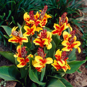 Reine Charlotte Canna - Nature Hills Nursery - 5 Pack Bulbs - 
