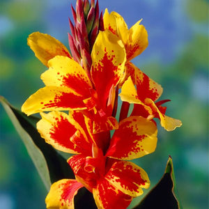 Reine Charlotte Canna - Nature Hills Nursery - 5 Pack Bulbs - 
