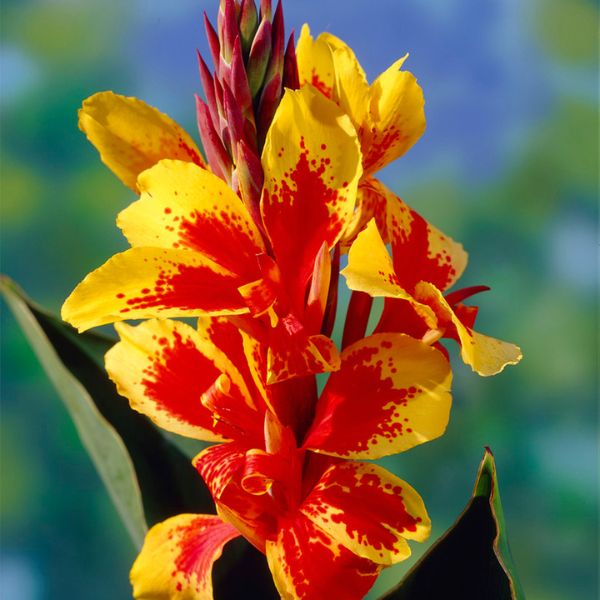 Reine Charlotte Canna - Perennial - Nature Hills Nursery - 