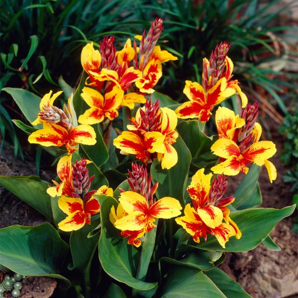 Reine Charlotte Canna - Perennial - Nature Hills Nursery - 