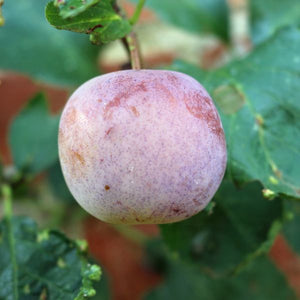 Reine Claude European Plum Tree - Fruittree - Nature Hills Nursery - 7 Container 4 - 5 Feet Semi Dwarf - 