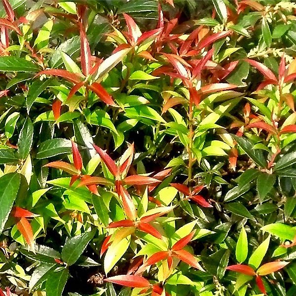 Broad-Leaved Evergreen foliage of ReJoyce Coast Leucothoe (Leucothoe axillaris 'ReJoyce') in a garden setting.