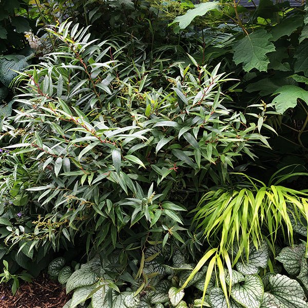 ReJoyce Coast Leucothoe (Leucothoe axillaris 'ReJoyce'), a shrub featuring white flowers and broad-leaved evergreen.