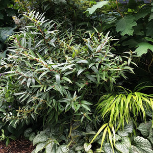 ReJoyce Coast Leucothoe (Leucothoe axillaris 'ReJoyce'), a shrub featuring white flowers and broad-leaved evergreen.