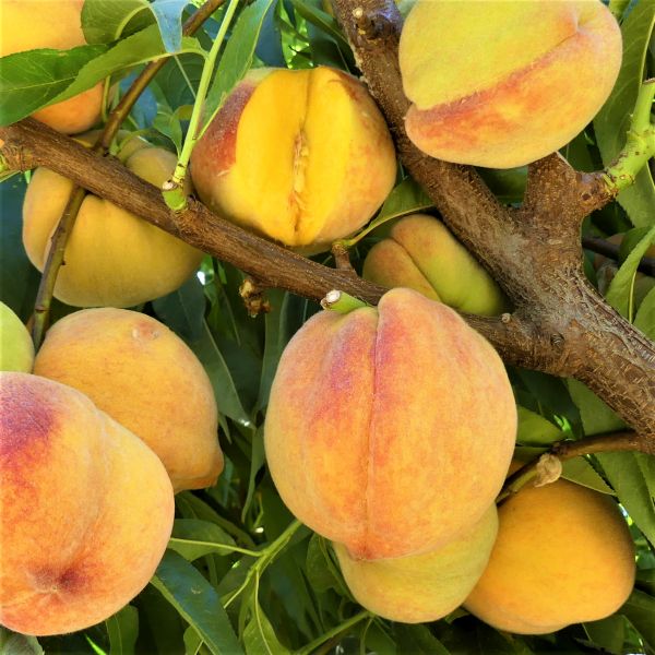 Reliance peaches — explore this variety