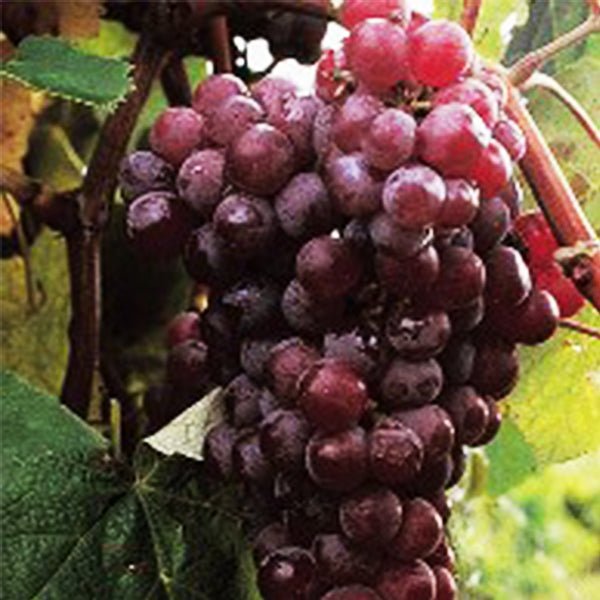 Reliance Seedless Grape Vine - Nature Hills Nursery - #1 Container - 