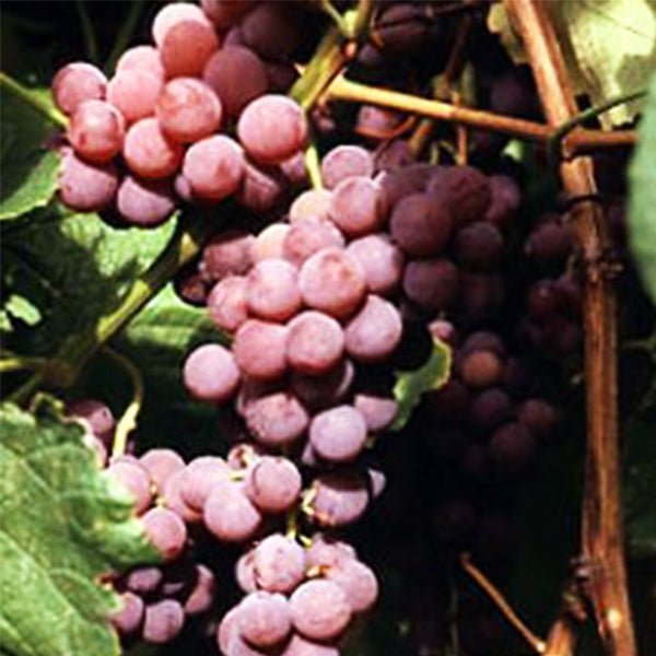 Reliance Seedless Grape Vine - Nature Hills Nursery - #1 Container - 