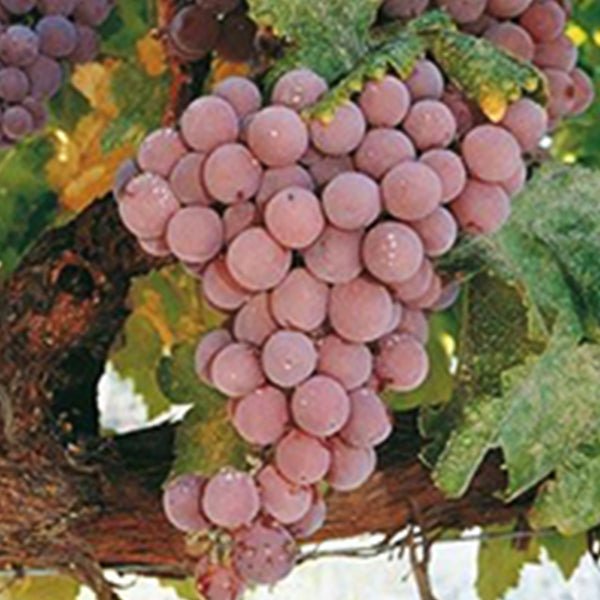 Reliance Seedless Grape Vine - Nature Hills Nursery - #1 Container - 