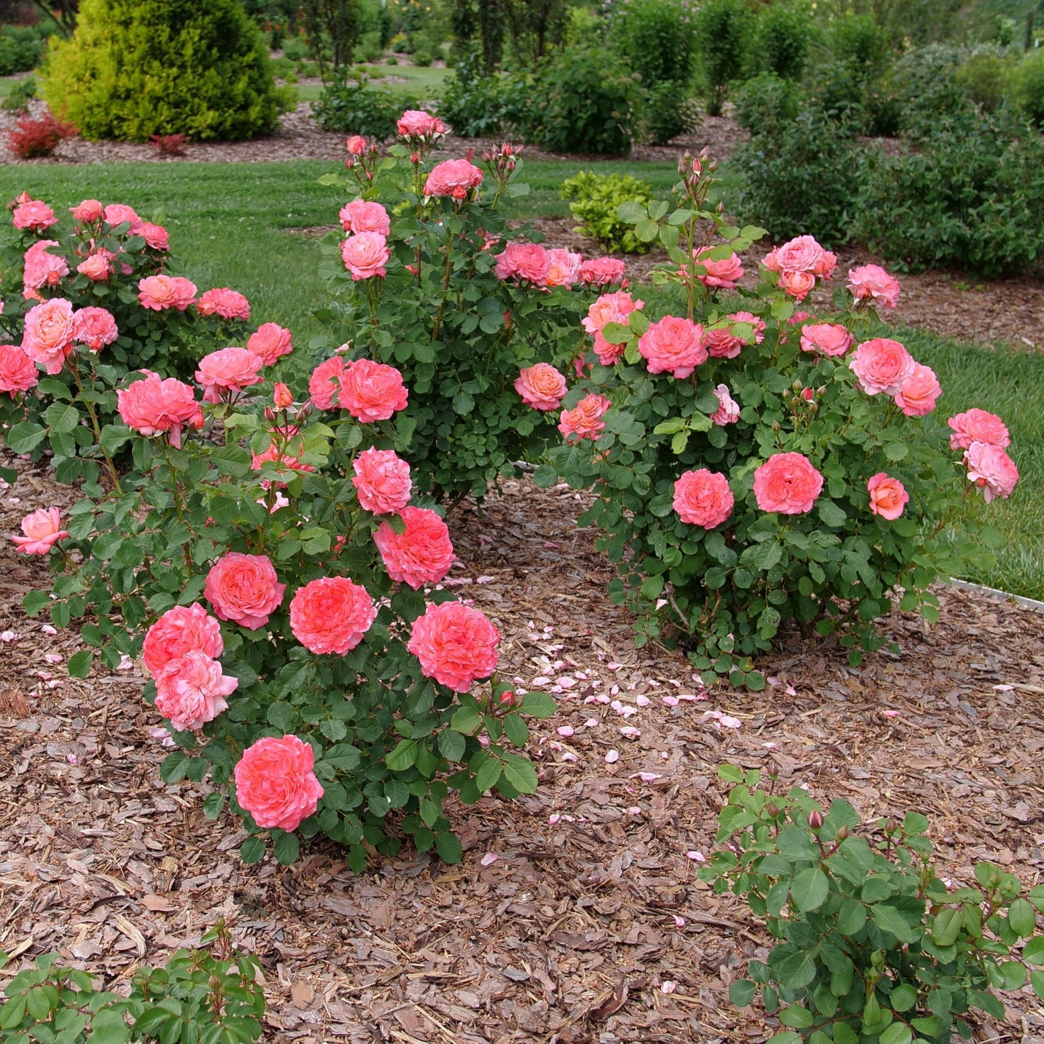 Reminiscent Coral Rose shrub, front view