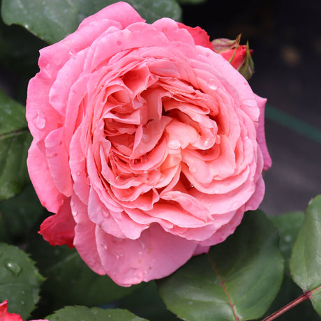Reminiscent Coral Rose shrub, lifestyle view
