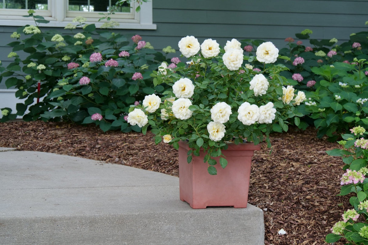 Reminiscent Crema Rose shrub, side view