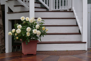 Reminiscent Crema Rose shrub, detail view