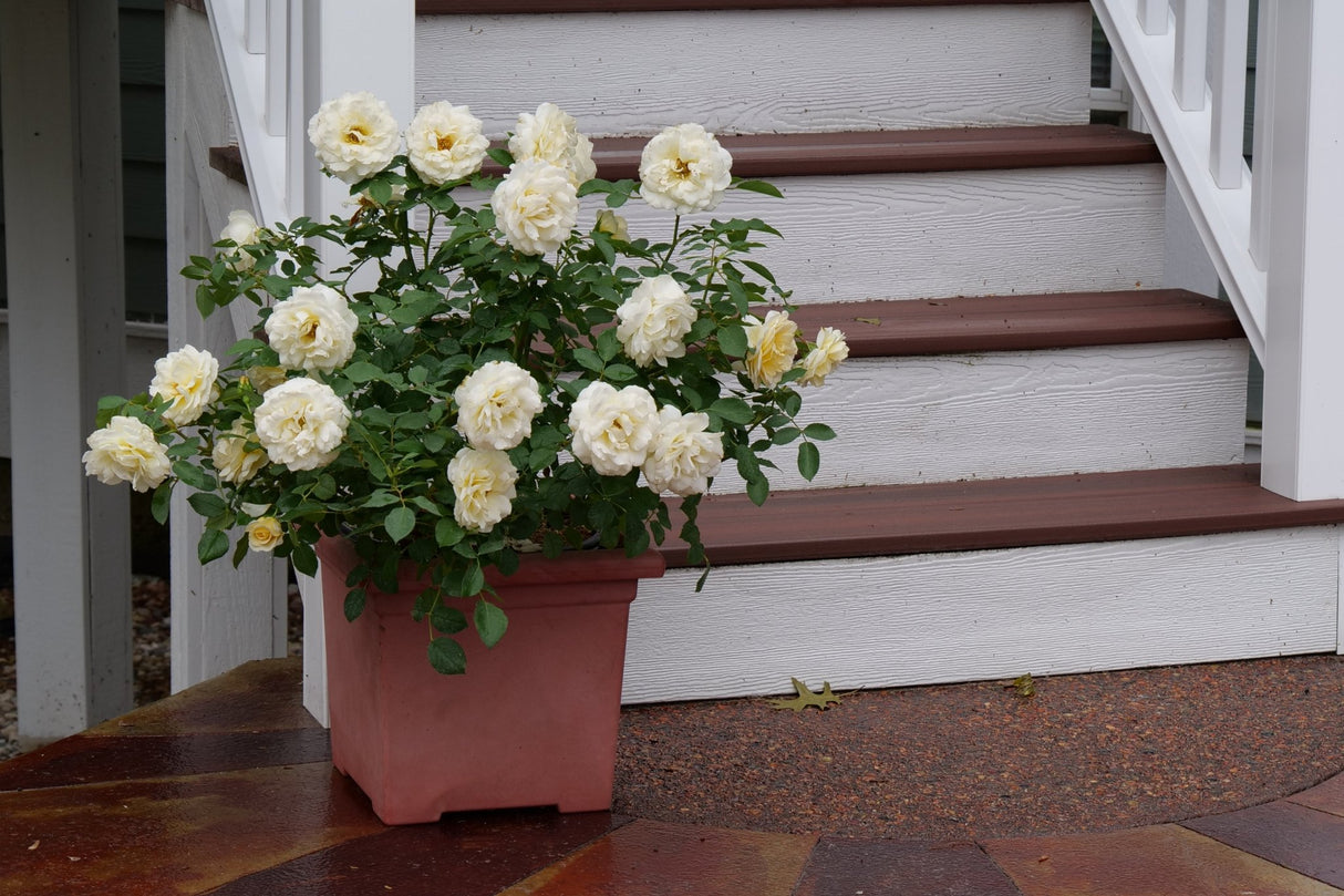 Reminiscent Crema Rose shrub, lifestyle view