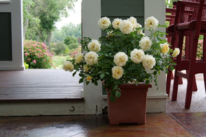 Reminiscent Crema Rose shrub, garden view