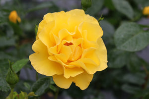 Reminiscent Yellow Rose shrub, front view