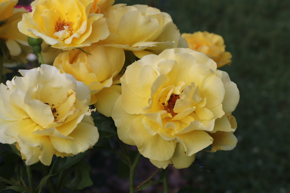 Reminiscent Yellow Rose shrub, side view