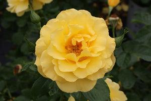 Reminiscent Yellow Rose shrub, detail view