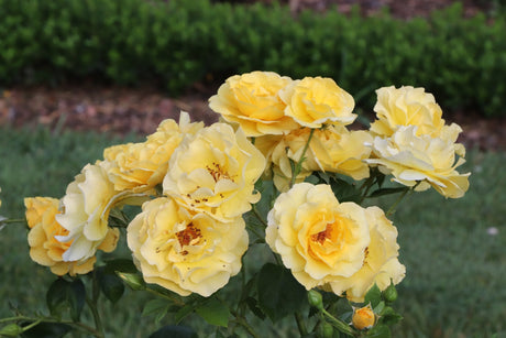 Reminiscent Yellow Rose shrub, lifestyle view