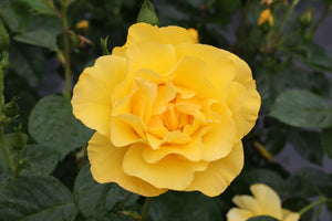 Reminiscent Yellow Rose shrub, garden view