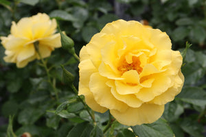 Reminiscent Yellow Rose shrub, foliage detail