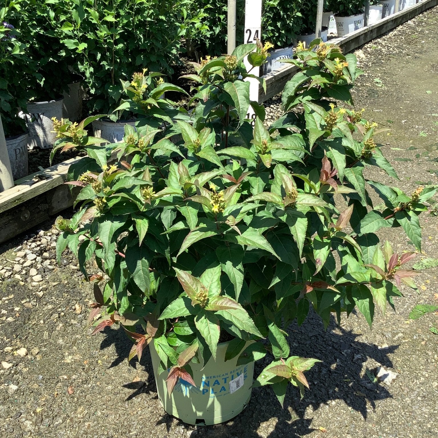 Bee Wren Bush Honeysuckle in a #3 container showing dense green foliage with small yellow flower clusters at a nursery.