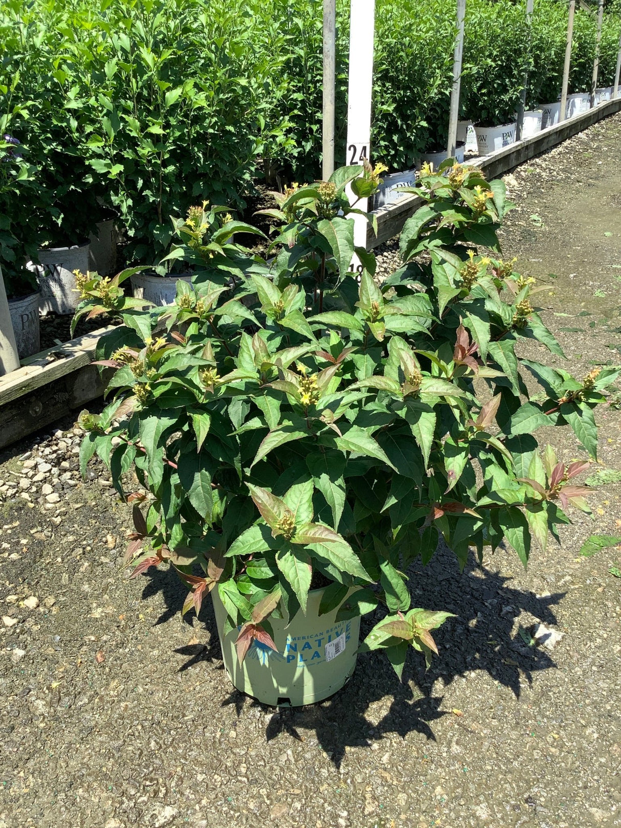 Bee Wren Bush Honeysuckle in a #3 container showing dense green foliage with small yellow flower clusters at a nursery.