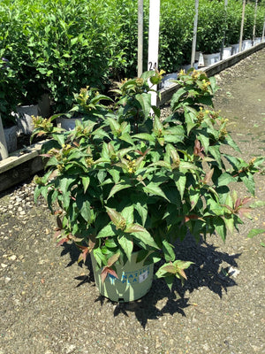 Bee Wren Bush Honeysuckle in a #3 container showing dense green foliage with small yellow flower clusters at a nursery.