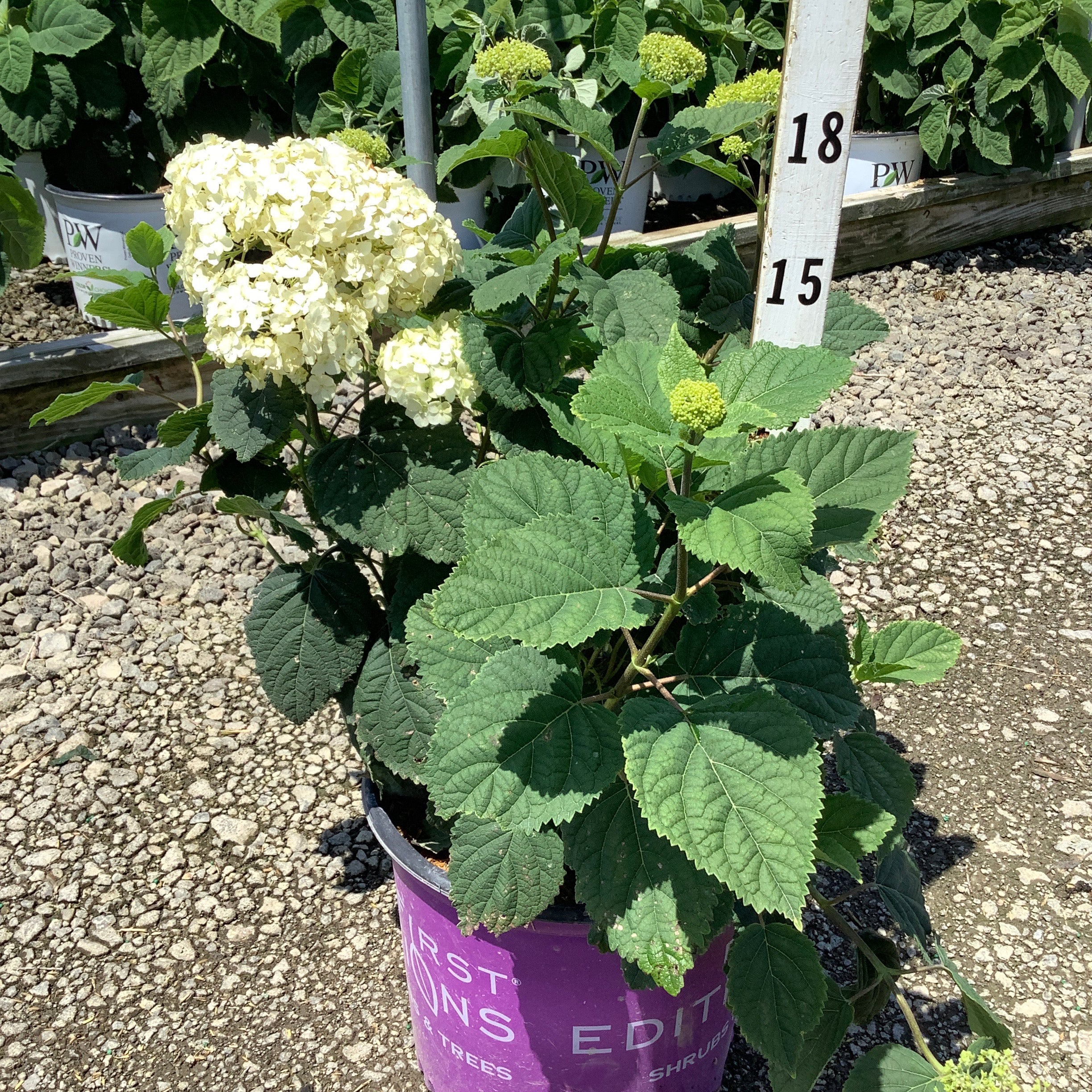 FlowerFull Smooth Hydrangea in a #3 container with creamy white blooms and emerging green flower buds at a nursery.