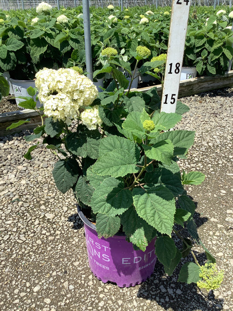 FlowerFull Smooth Hydrangea in a #3 container with creamy white blooms and emerging green flower buds at a nursery.
